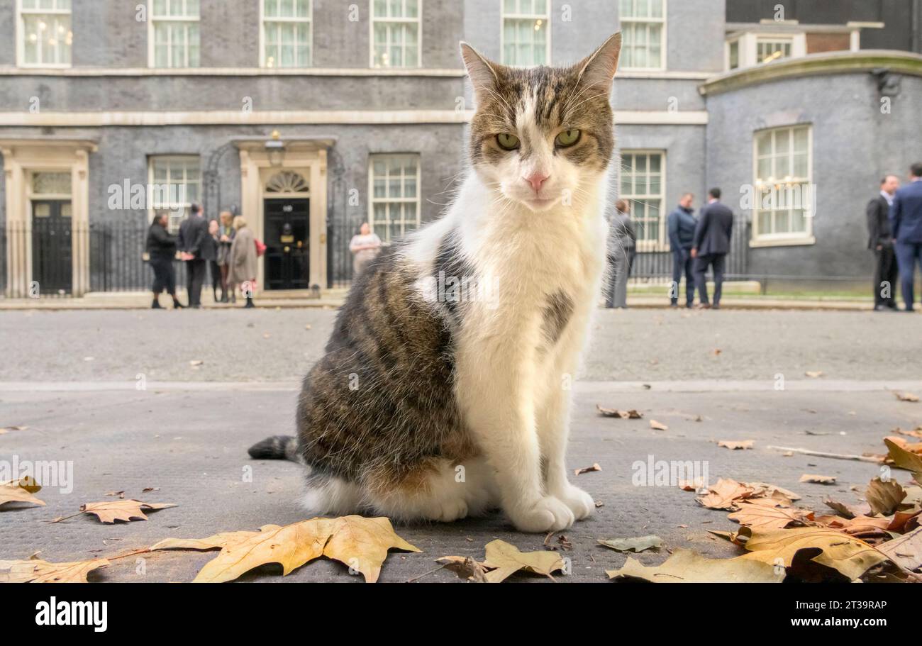 Larry the Cat Chief Mouser to the Office since 2011 in