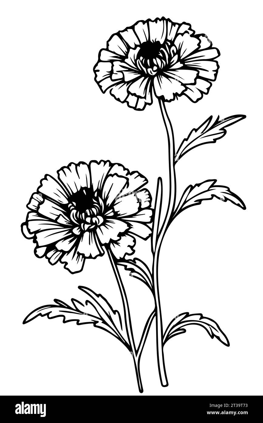 Marigold bush Black and White Stock Photos & Images Alamy