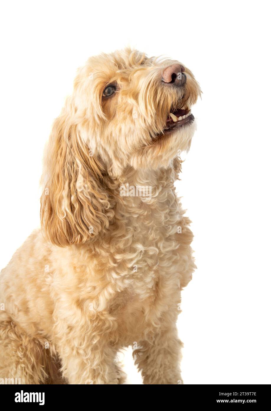 Blonde Cockapoo dog in side view, sitting attentively on a white background, head tilted upward awaiting owner's command Stock Photo