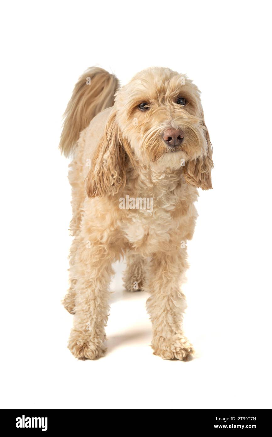 Blonde Cockapoo dog stands attentively, facing the camera on a white background Stock Photo