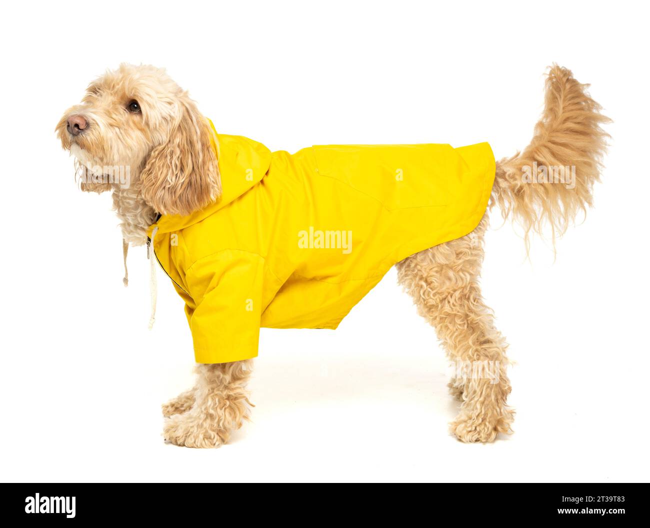 Blonde cockapoo in a yellow waterproof coat on a white background. Stock Photo