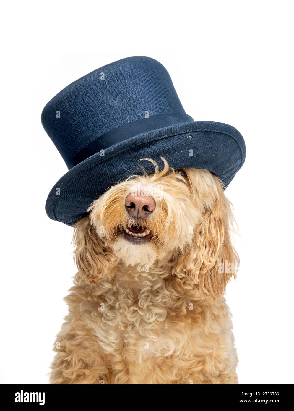 Blonde Cockapoo wearing a navy top hat, eyes covered, on a white ...