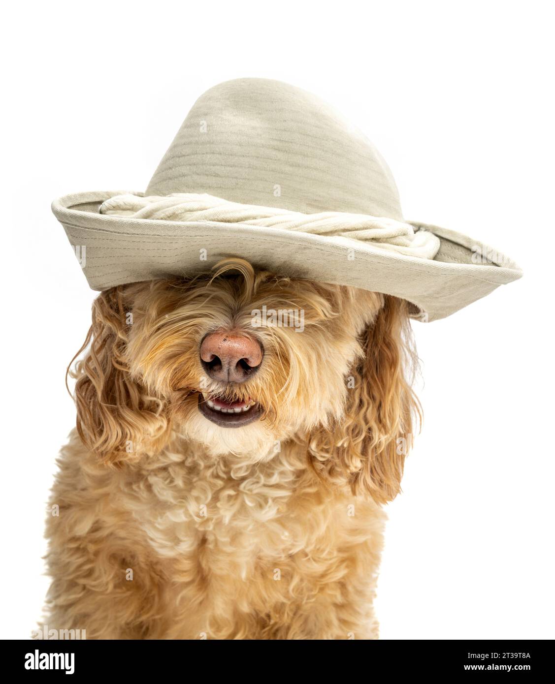 Blonde Cockapoo dog wearing a canvas bucket hat seen against a white ...