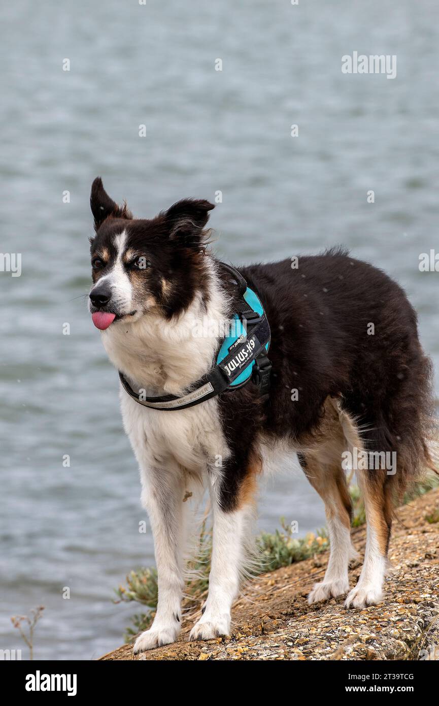 Julius k9 harness for border best sale collie
