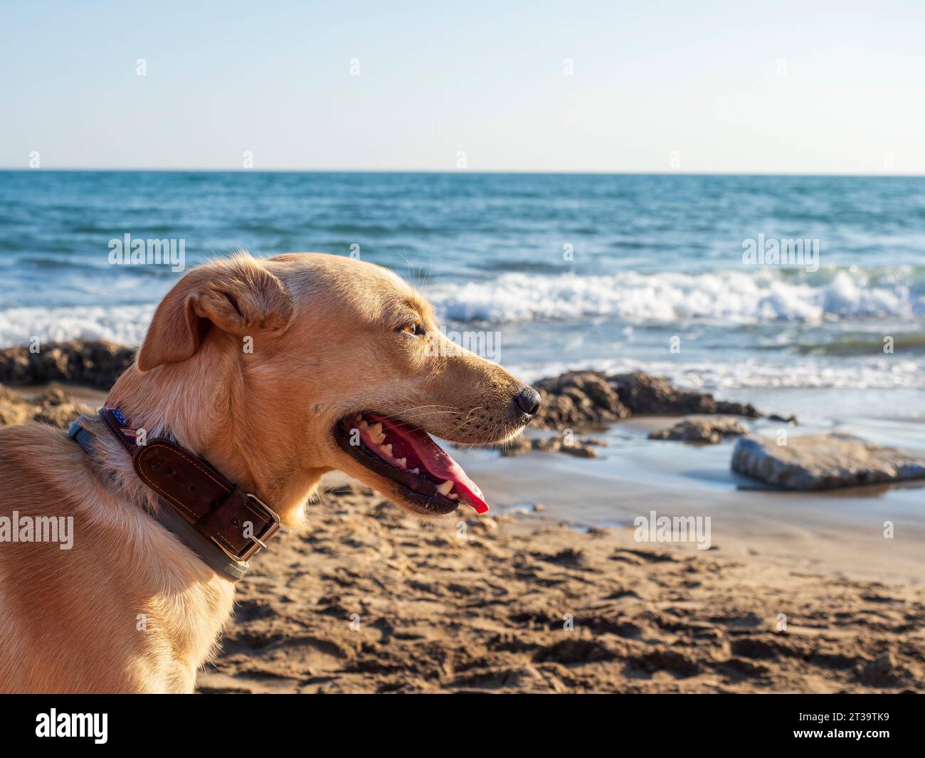 Close-up of Labrador dog at the beach Stock Photo