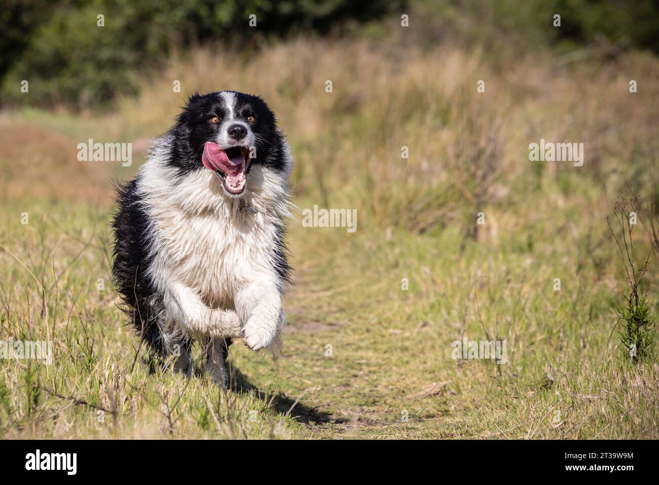 A youthful Border Collie races exuberantly through a field of tall grass, his tongue hanging out in sheer joy as he savors the thrill of top-speed pla Stock Photo