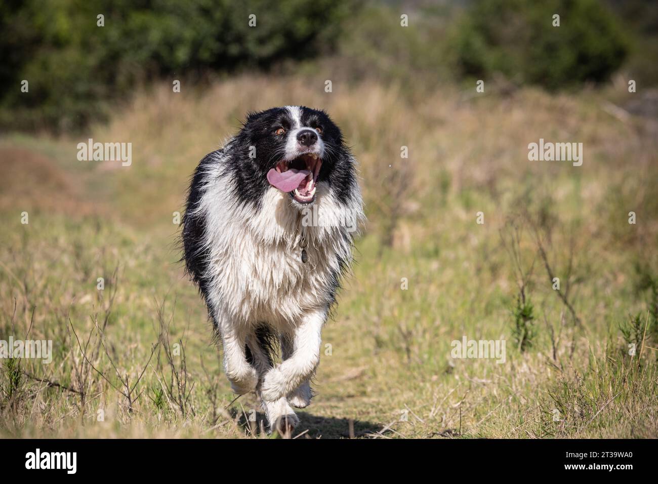 A youthful Border Collie races exuberantly through a field of tall grass, his tongue hanging out in sheer joy as he savors the thrill of top-speed pla Stock Photo