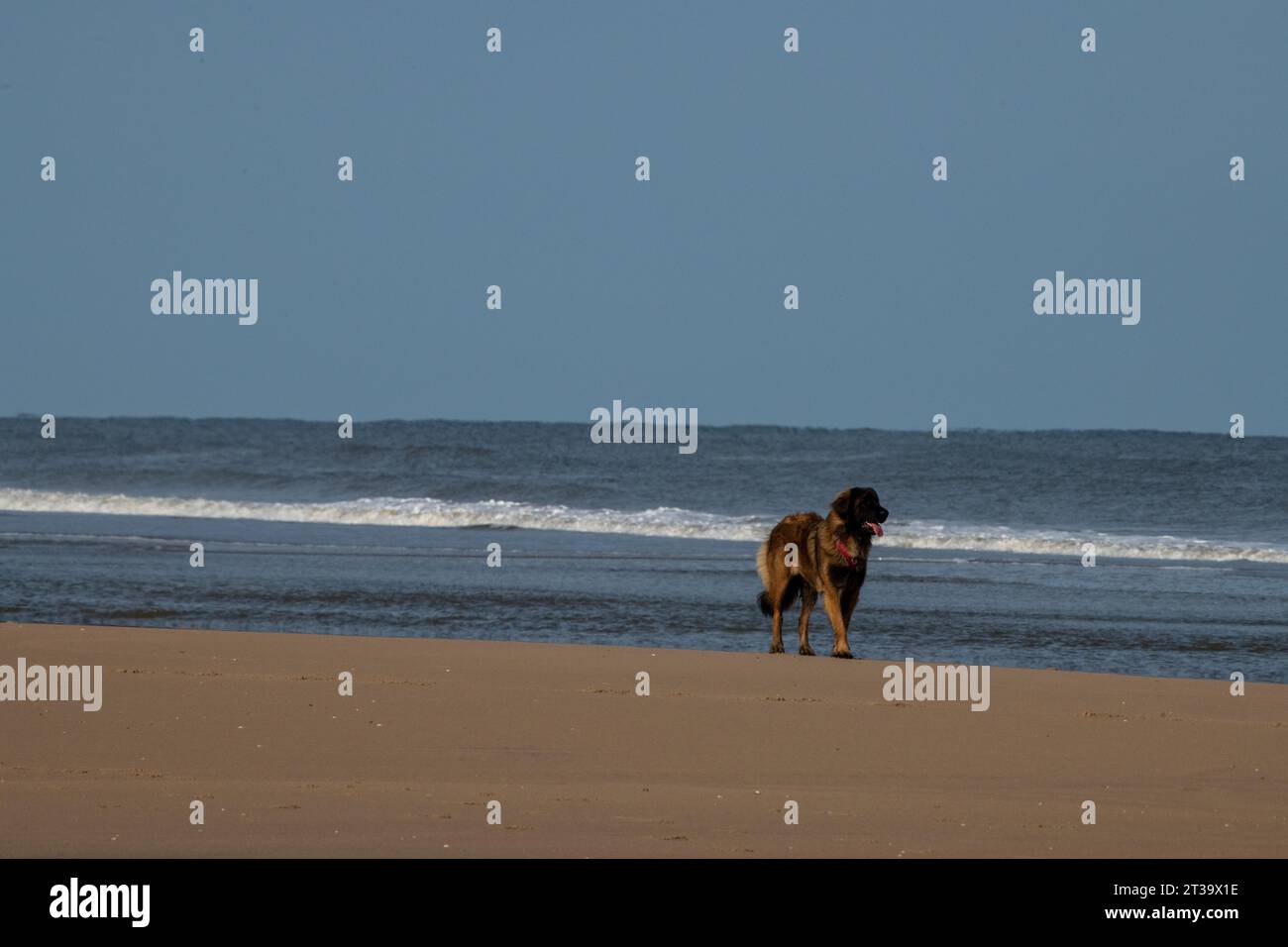 Phoebe, Leonberger Stock Photo