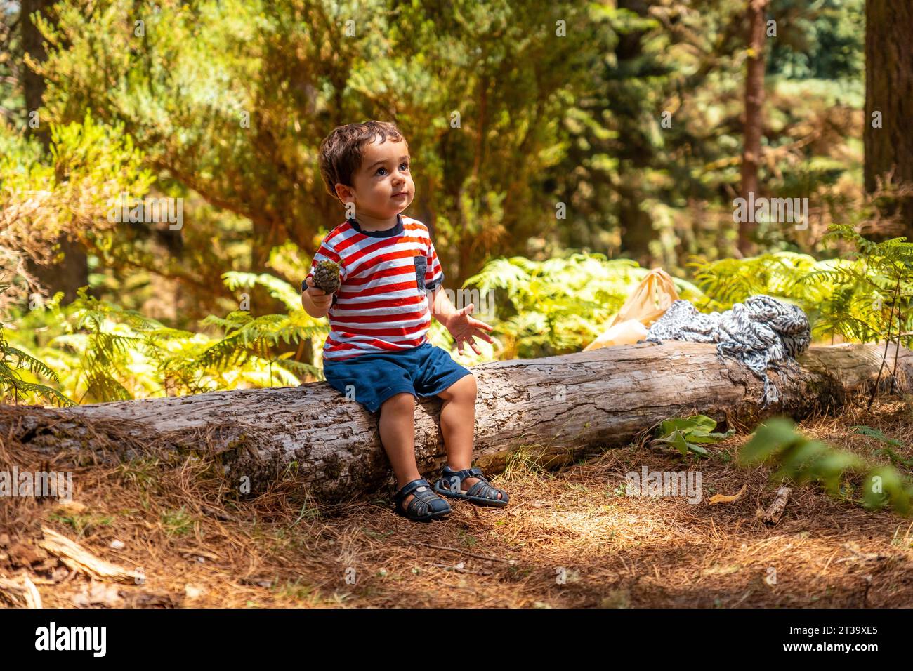 Porträt eines Jungen, der auf einem Baum in der Natur neben Pinienbäumen sitzt, Madeira. Portugal Stock Photo
