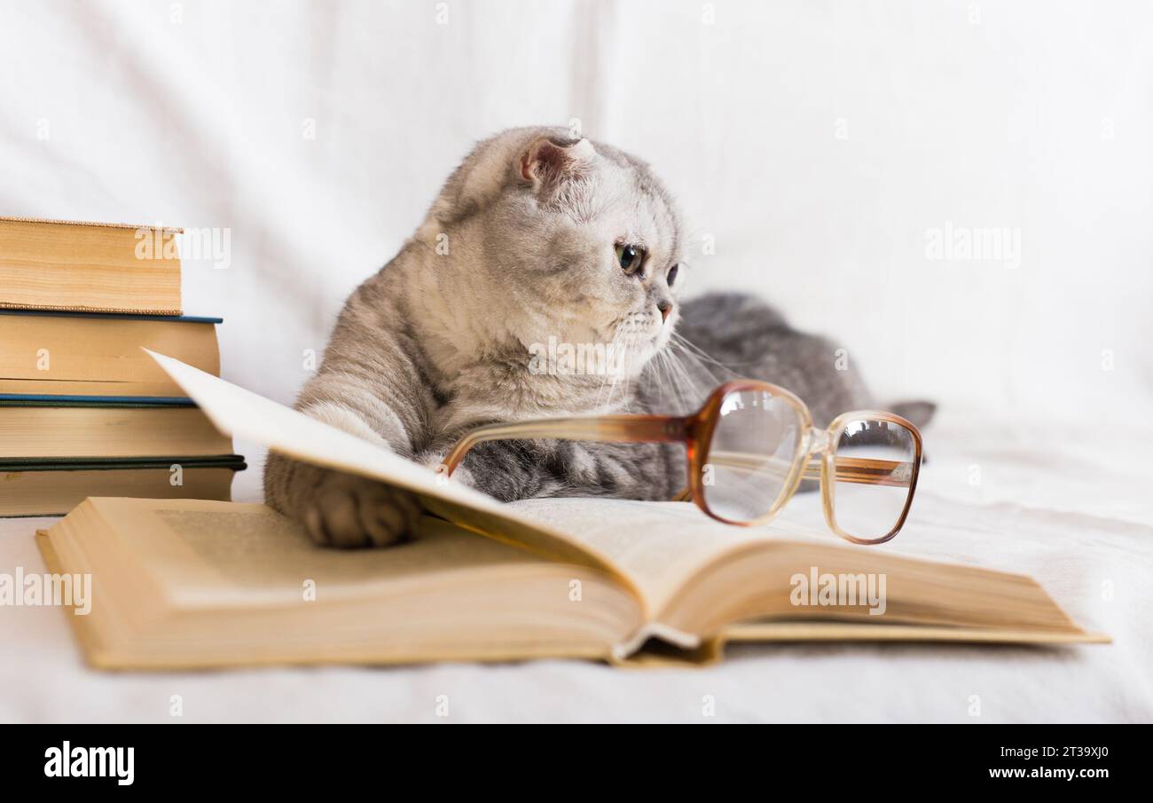 Cute cat plays with glasses and open books close up Stock Photo