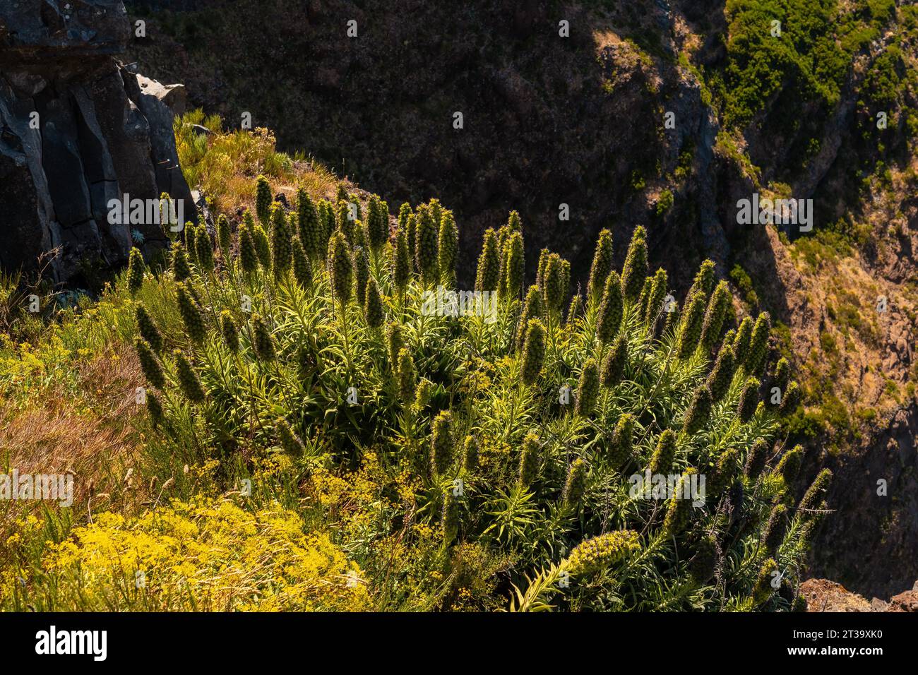 Pflanzen auf dem Aussichtspunkt Ninho da (Manta) auf dem Pico do Arieiro, Madeira. Portugal Stock Photo