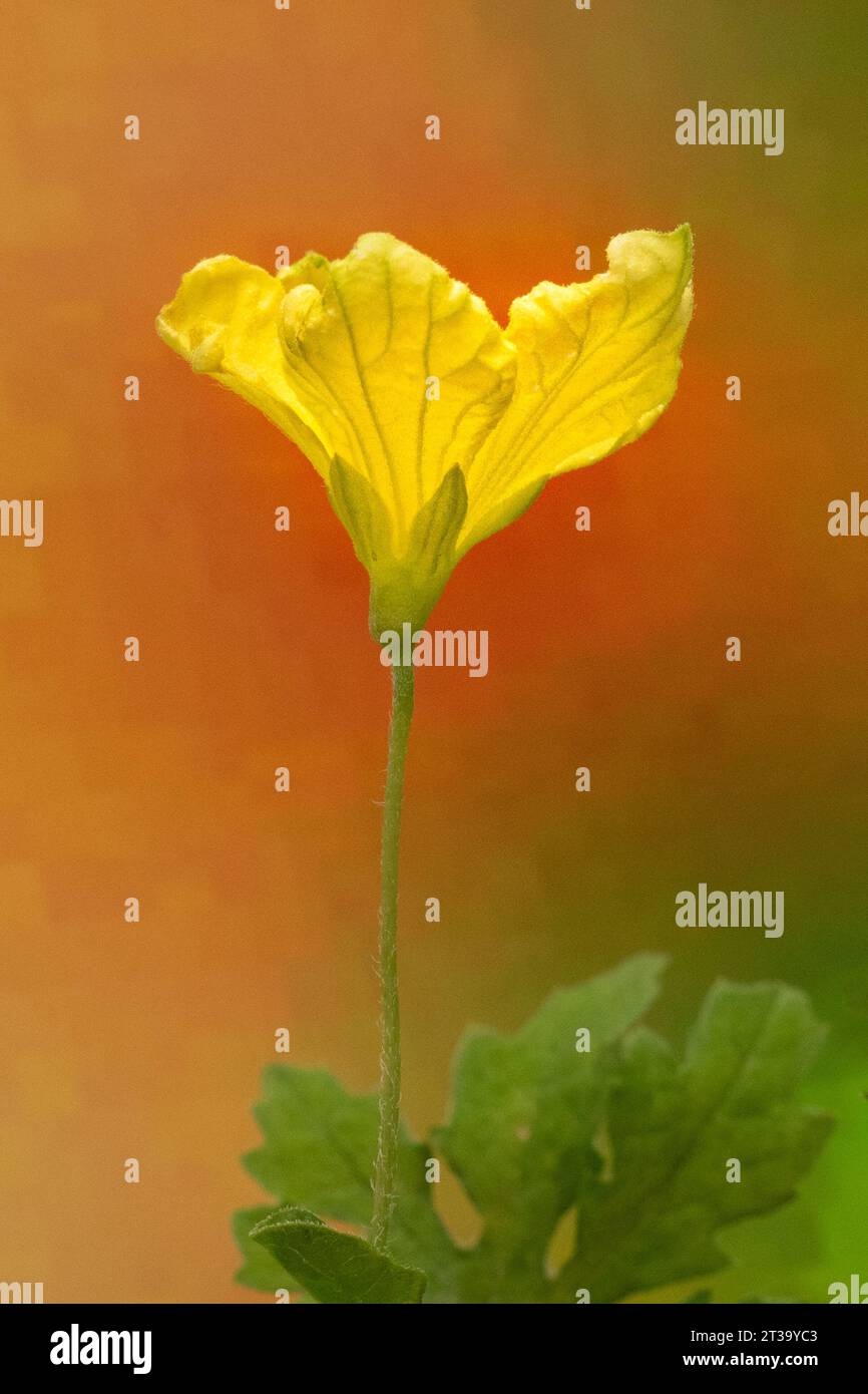 Close up yellow flower hi-res stock photography and images - Alamy