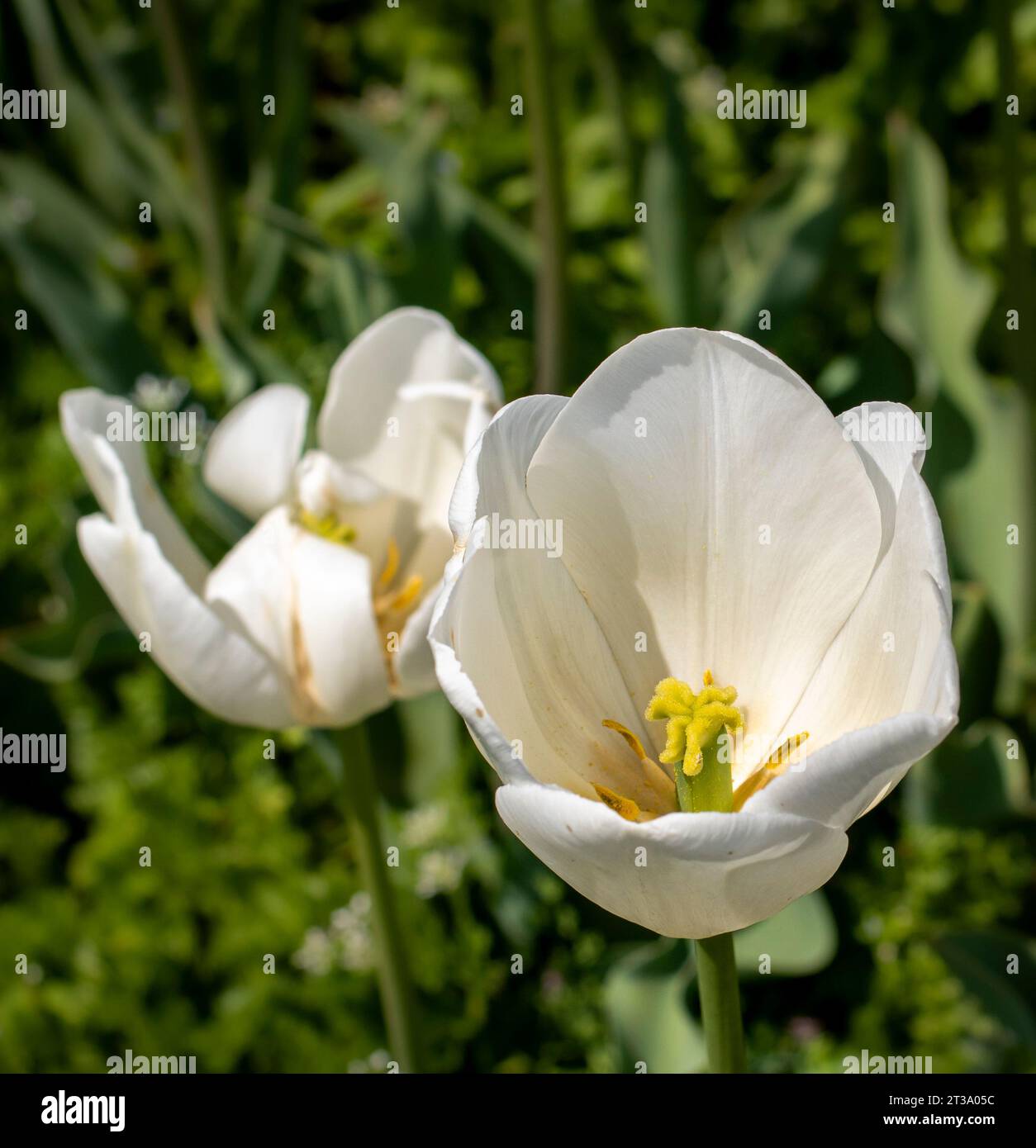 Kashmir's Kaleidoscope: The Enchanting Tulip Festival at Indira Gandhi 