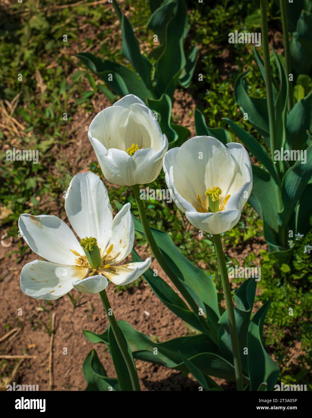 Kashmir's Kaleidoscope: The Enchanting Tulip Festival at Indira Gandhi 
