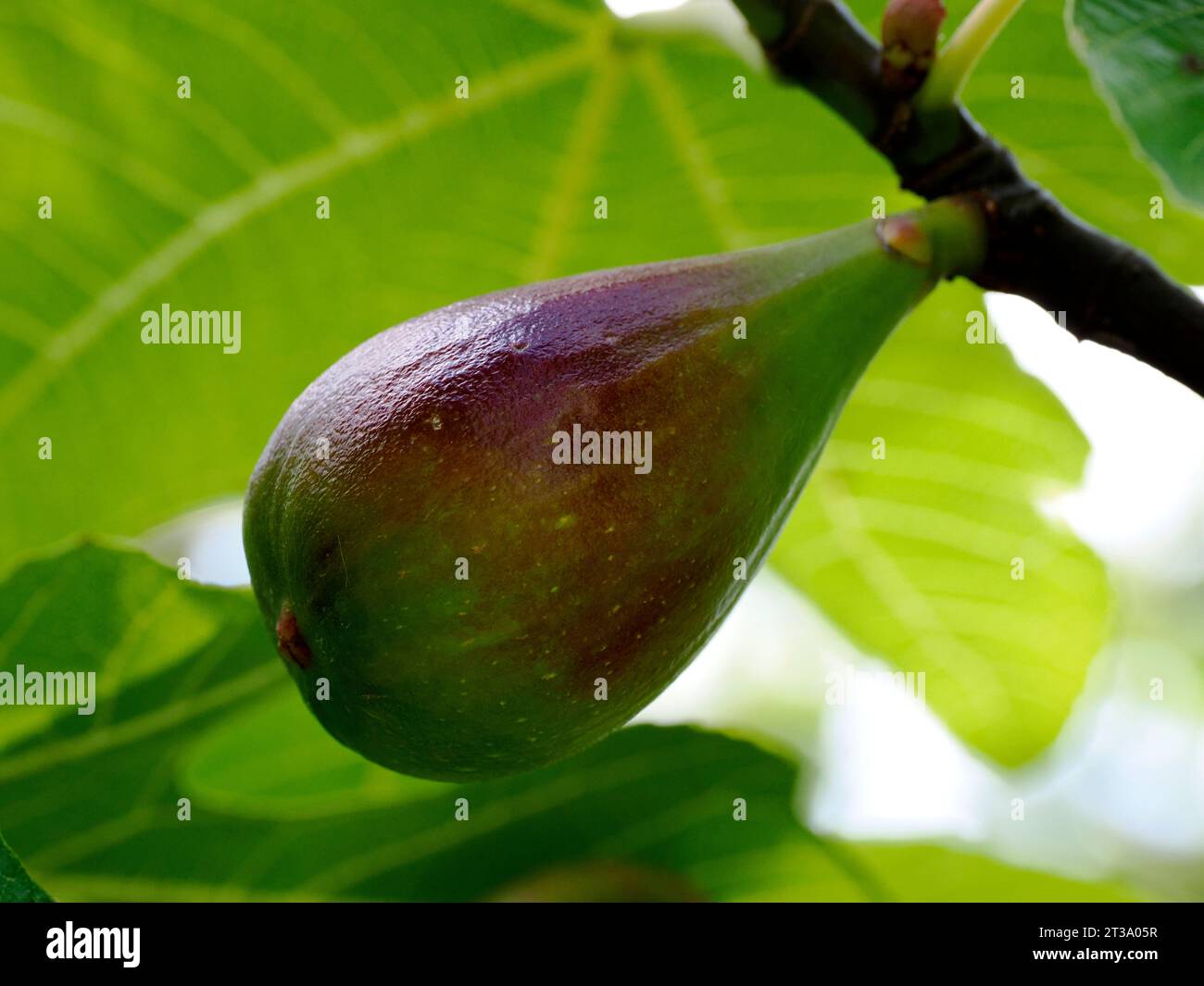 Closeup of fig on branch of a Ficus carica Stock Photo