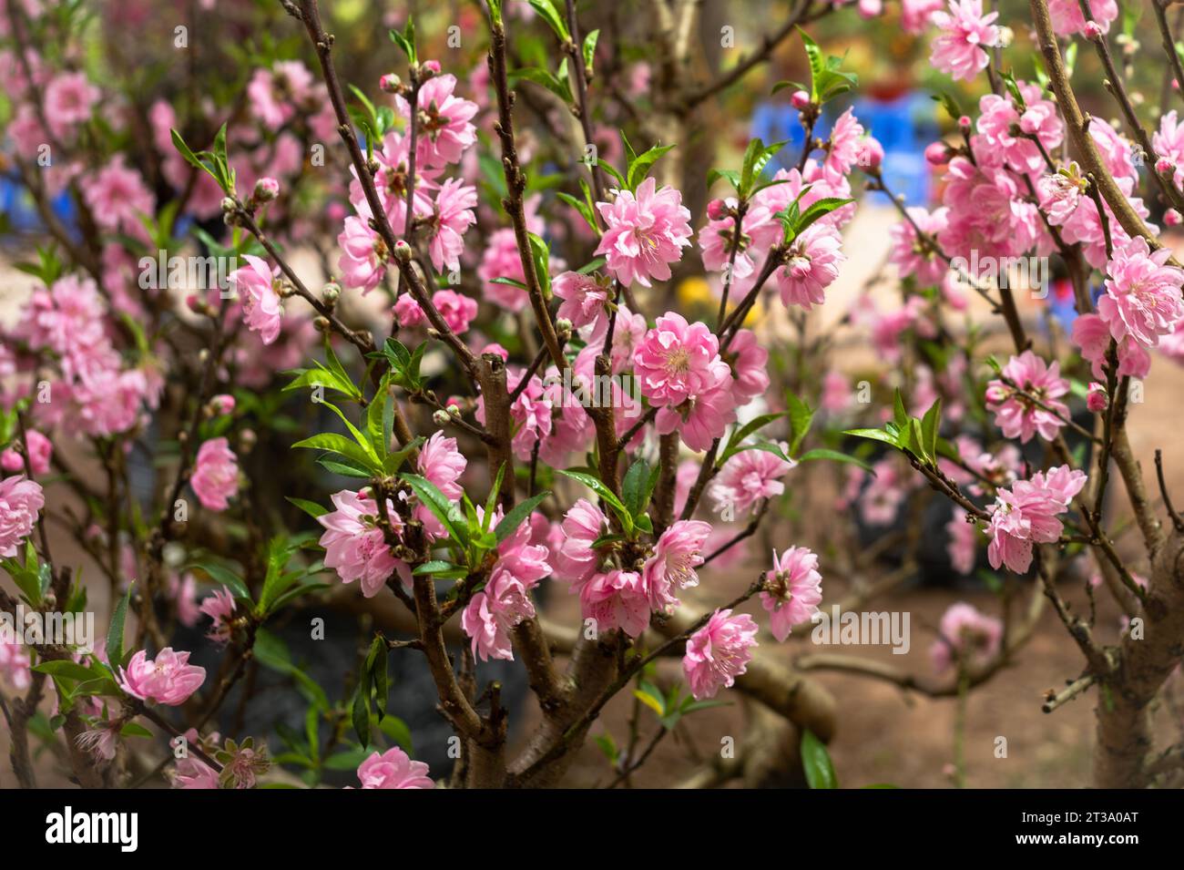 Pink peach blossom (hoa dao) on a tree for sale at a Tet (lunar new year) market in Hanoi, Vietnam. Peach blossum is a traditional decoration in homes Stock Photo