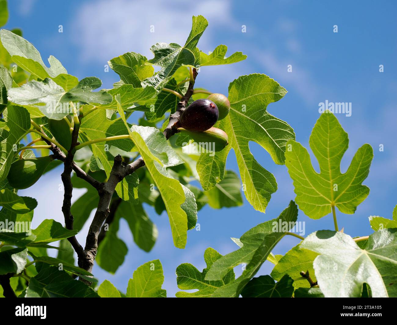 Figs on Ficus carica on a blue sky background Stock Photo