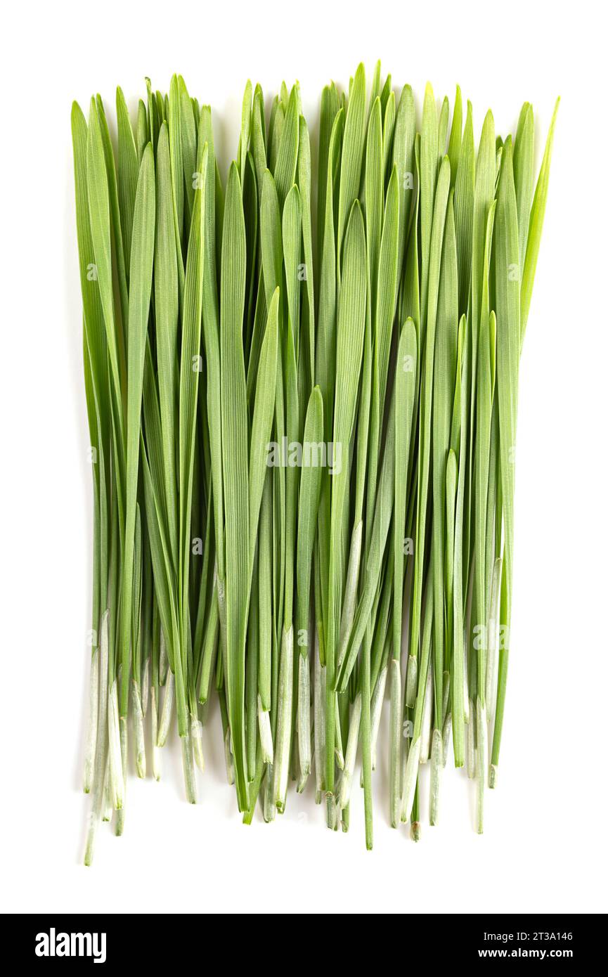 Fresh wheatgrass. Bunch of sprouted first leaves of common wheat, Triticum aestivum, used for food, drink, or dietary supplement. Stock Photo