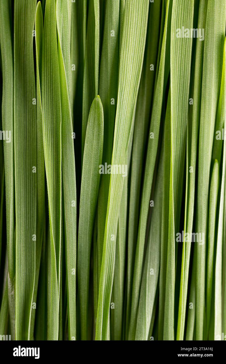 Wheatgrass, close up. Bunch of fresh leaves of sprouted common wheat, Triticum aestivum, used for food, drink, or dietary supplement. Stock Photo
