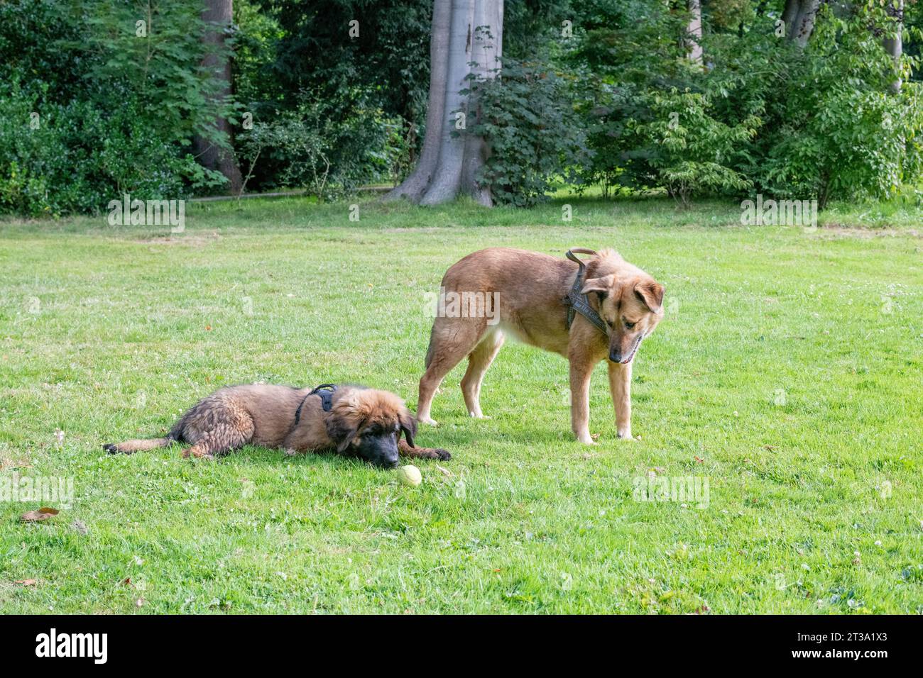 Phoebe, Leonberger Stock Photo