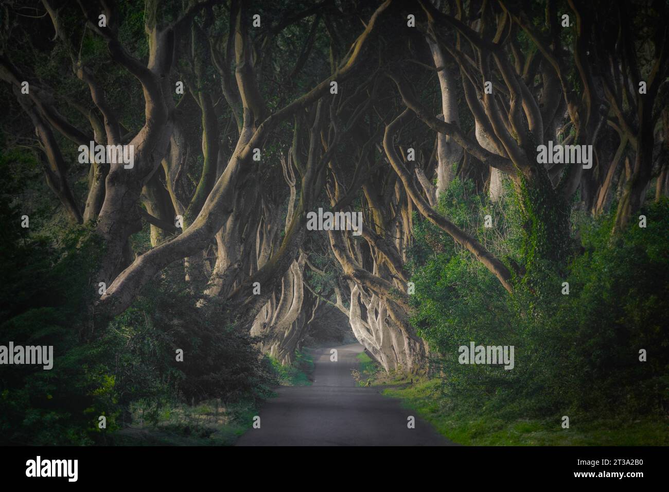 The Dark Hedges are an avenue of beech trees that were planted in the 18th century by the Stuart family. The trees have grown to form a natural tunnel Stock Photo