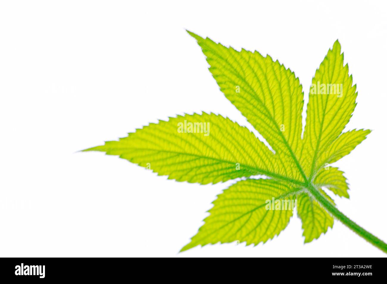 closeup of humulus scandens leaf on a white background Stock Photo