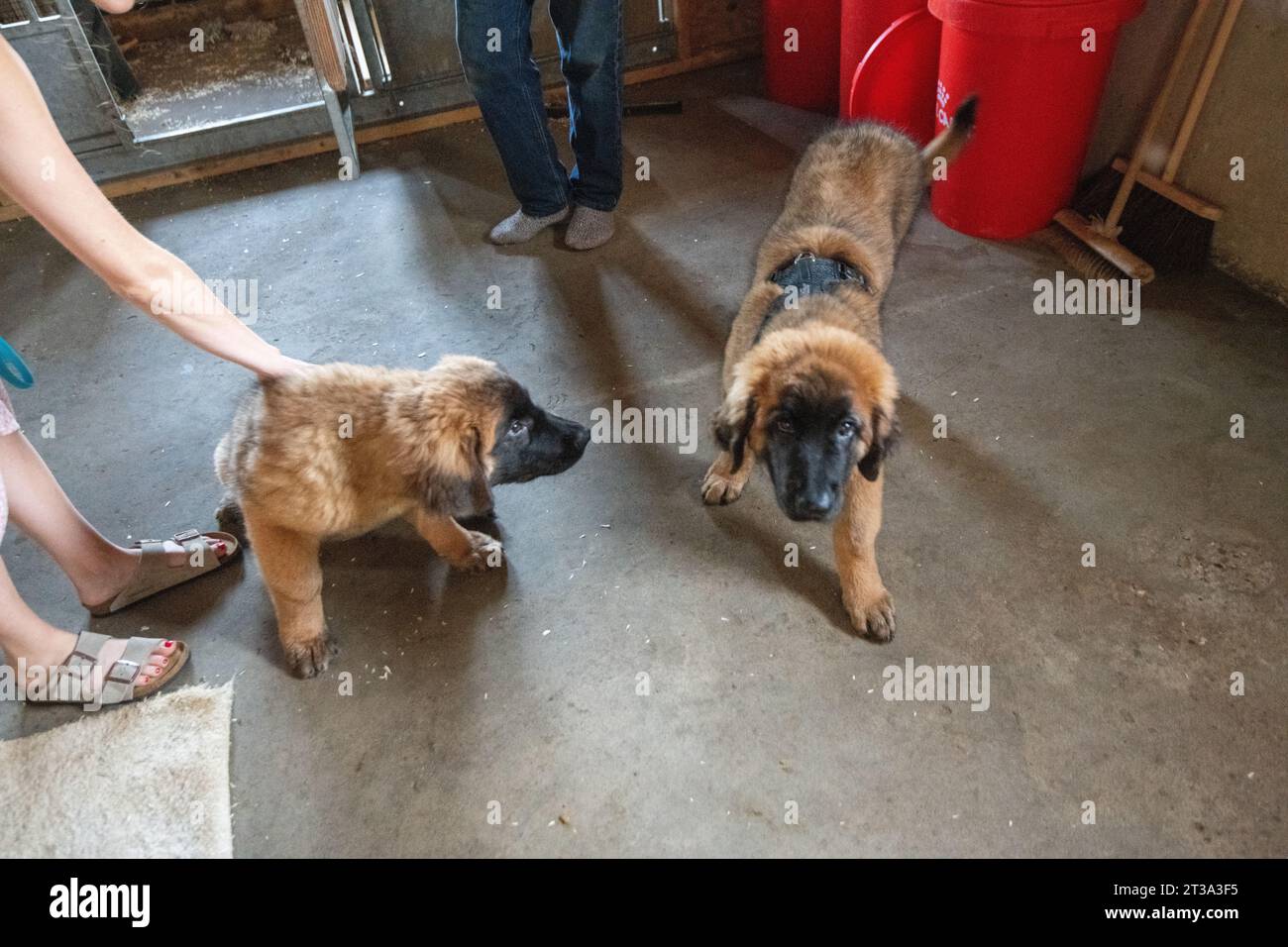 Phoebe, Leonberger Stock Photo