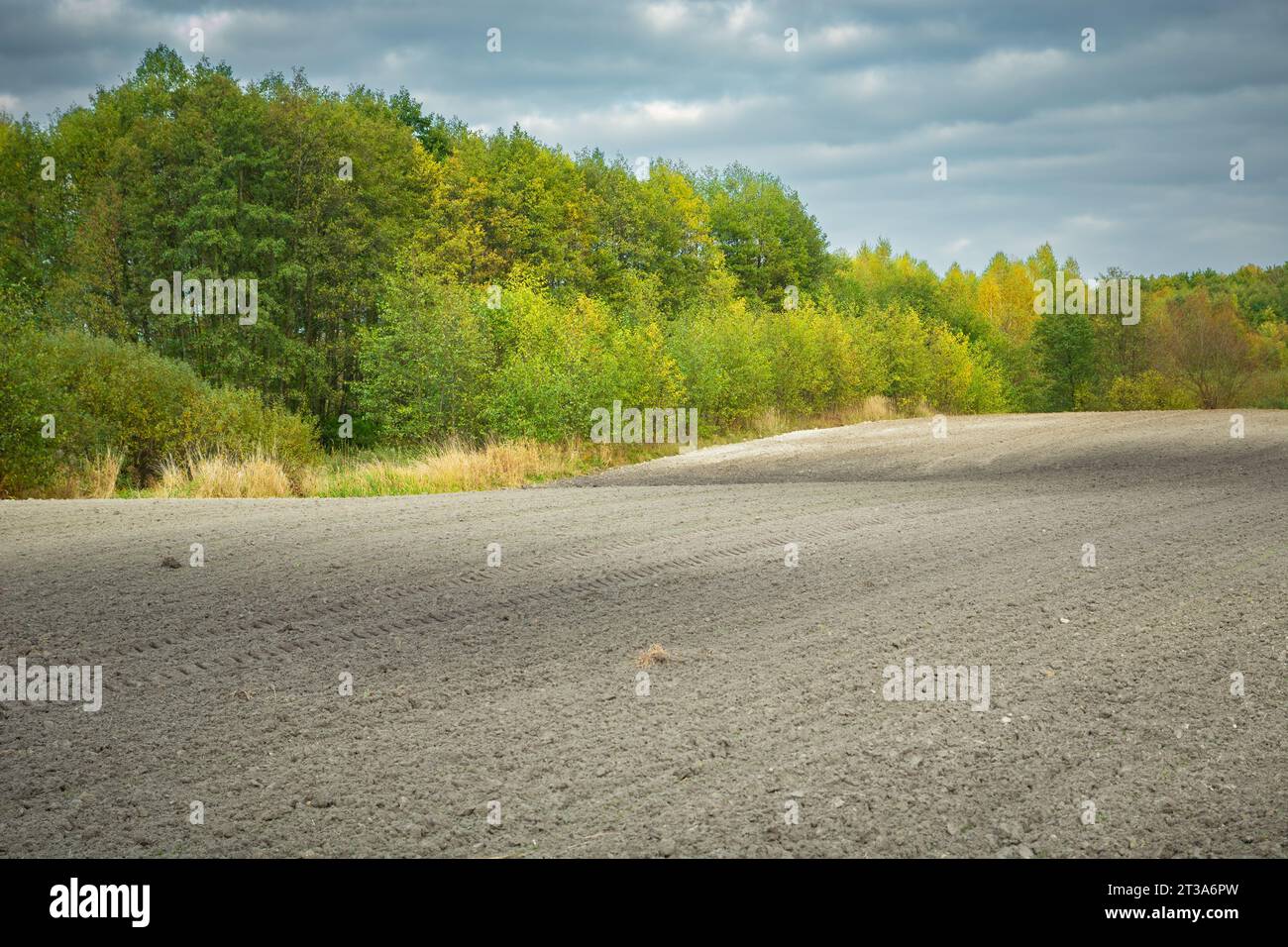 A plowed rural field and an autumn forest, the first days of October Stock Photo