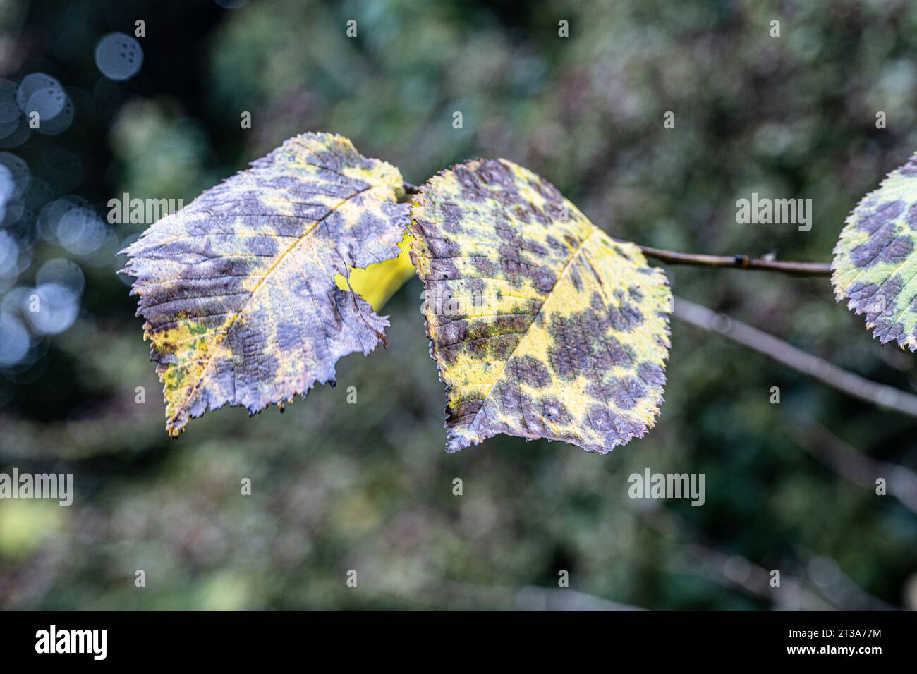 Wych Elm, Ulmus glabra, autumn leaves in rain with blackspot fungus Stock Photo