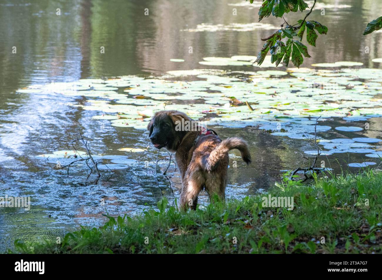 Phoebe, Leonberger Stock Photo