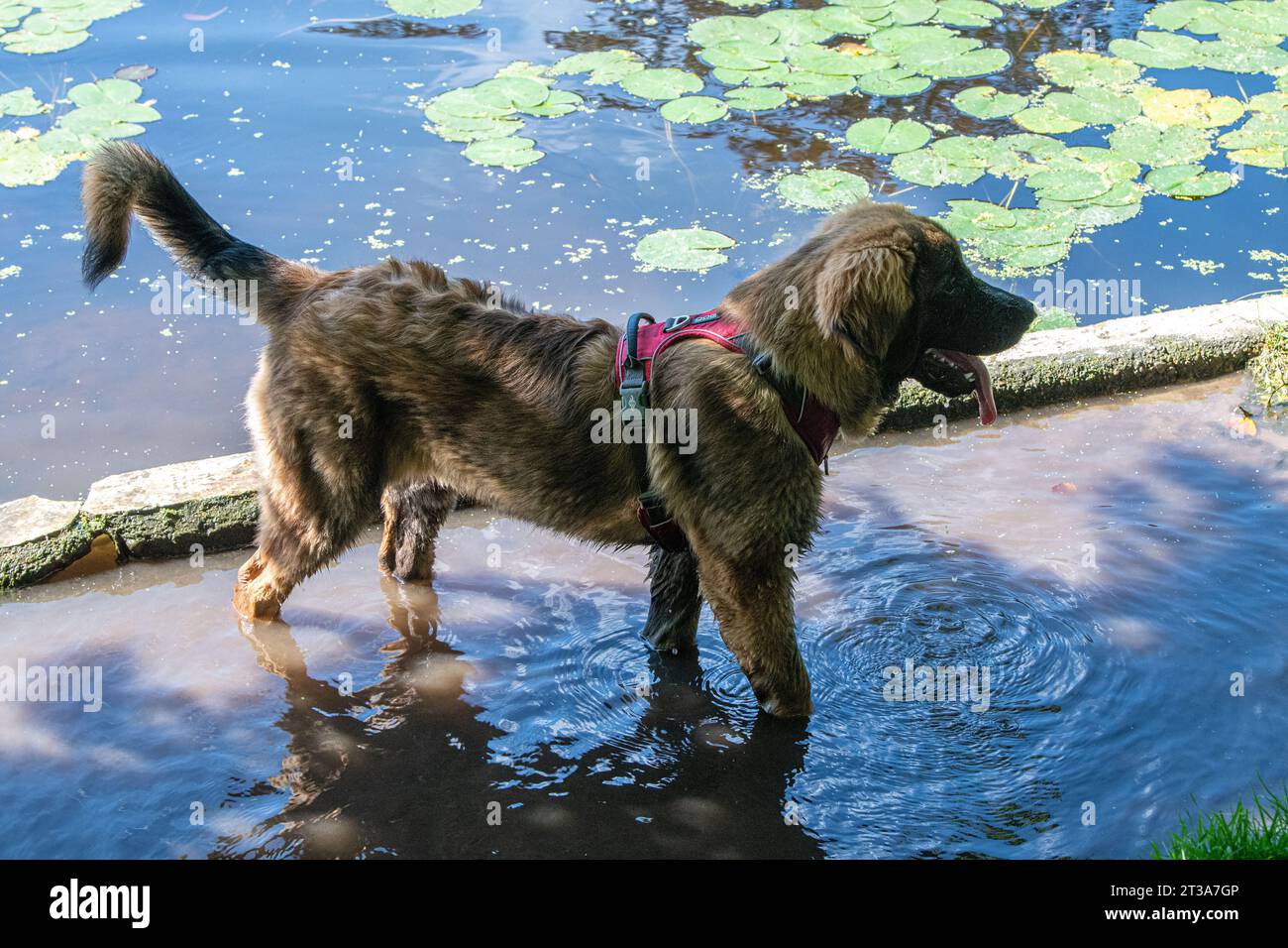 Phoebe, Leonberger Stock Photo