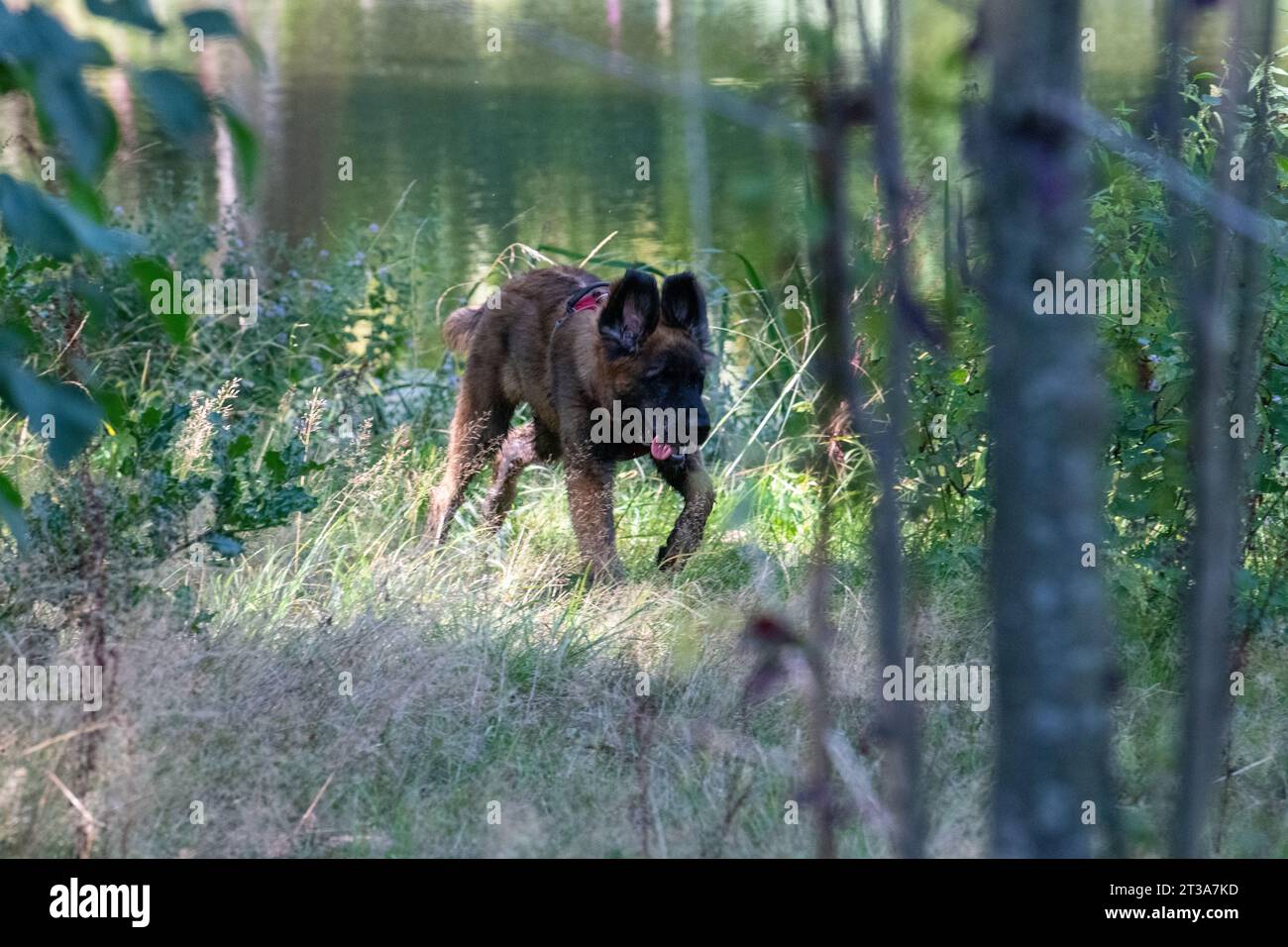 Phoebe, Leonberger Stock Photo