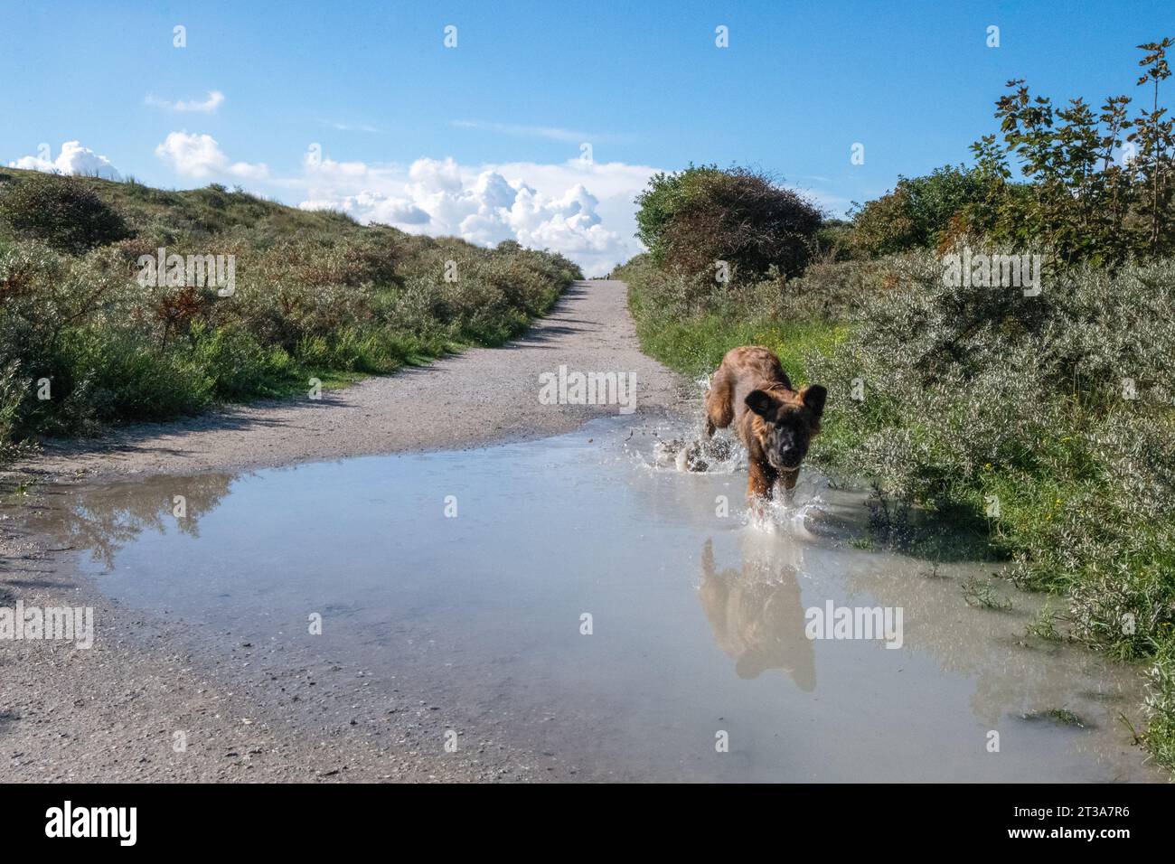 Phoebe, Leonberger Stock Photo