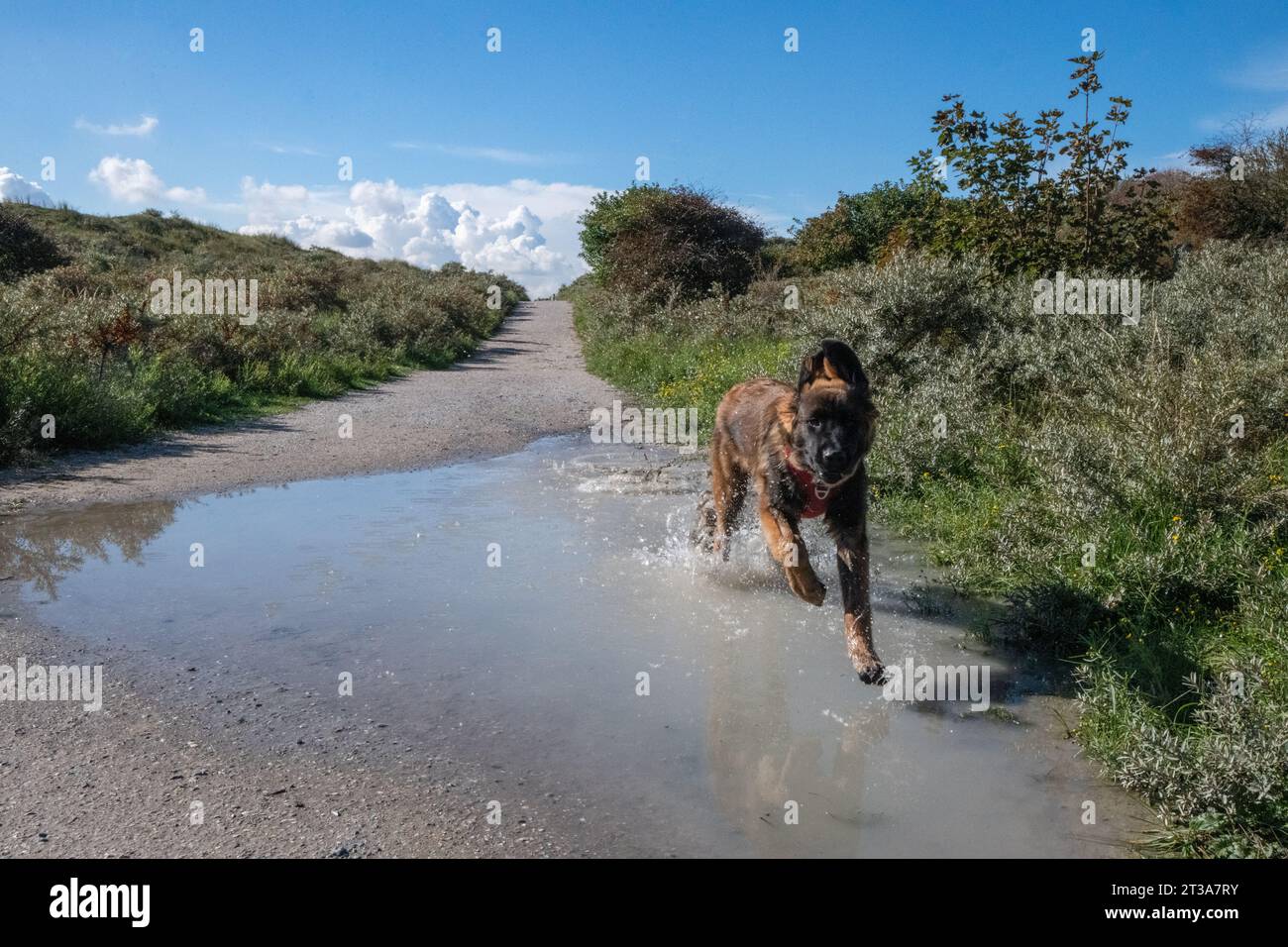 Phoebe, Leonberger Stock Photo