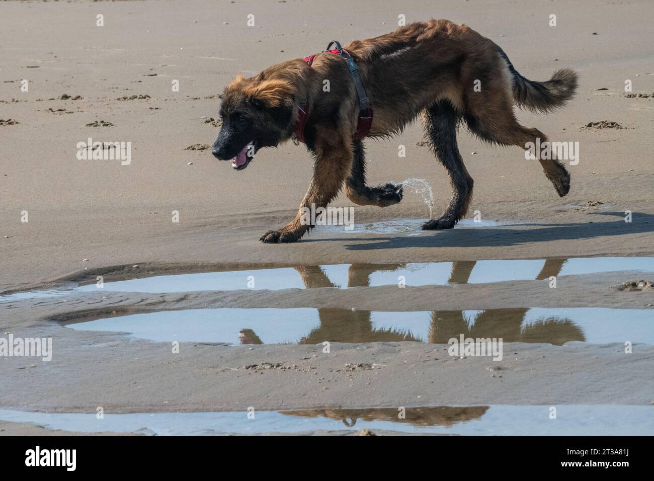 Phoebe, Leonberger Stock Photo
