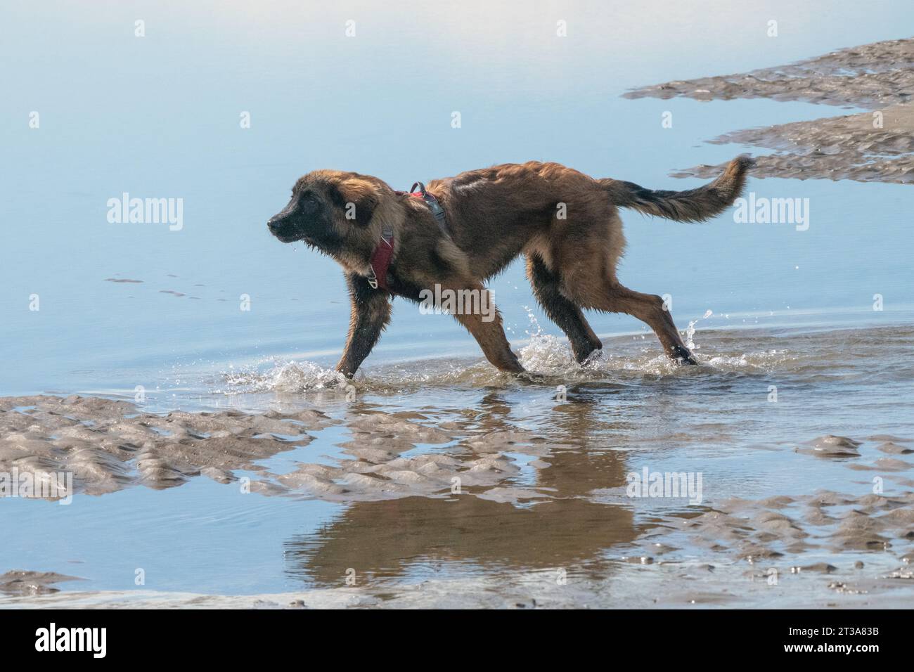Phoebe, Leonberger Stock Photo