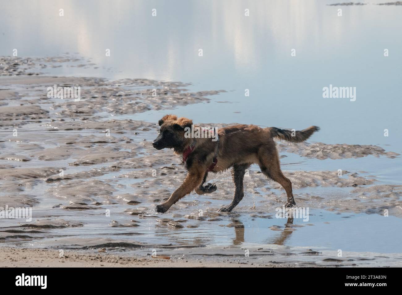 Phoebe, Leonberger Stock Photo