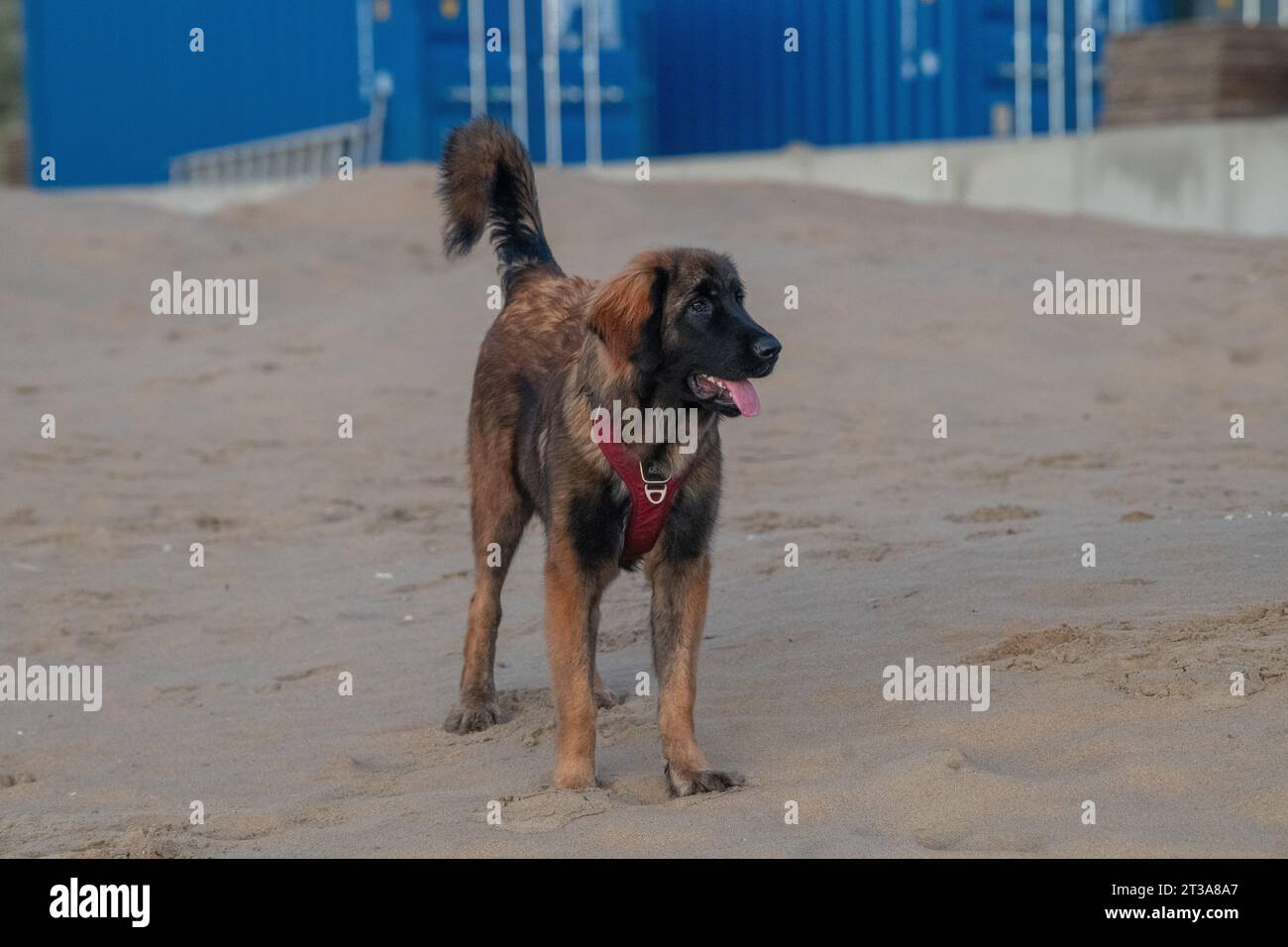 Phoebe, Leonberger Stock Photo