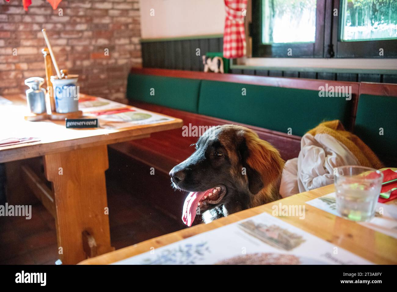 Phoebe, Leonberger Stock Photo