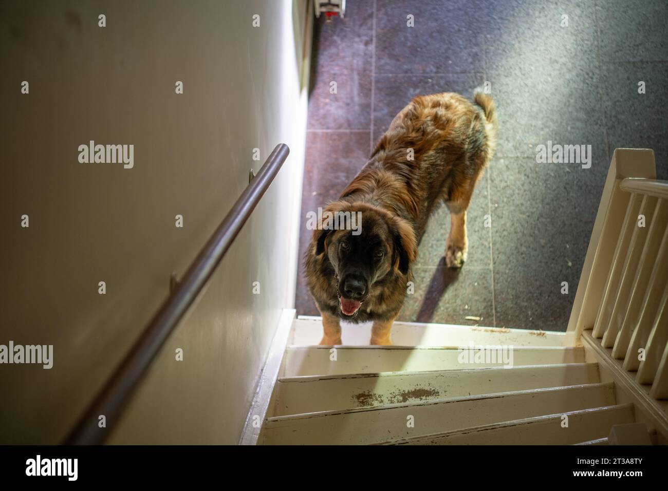 Phoebe, Leonberger Stock Photo