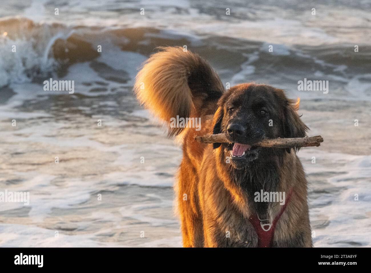 Phoebe, Leonberger Stock Photo