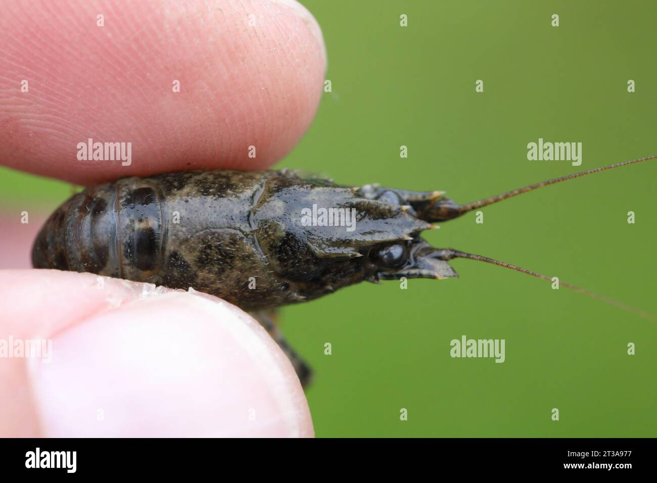 crayfish-latin-name-is-faxonius-limosus-native-to-america-invasive