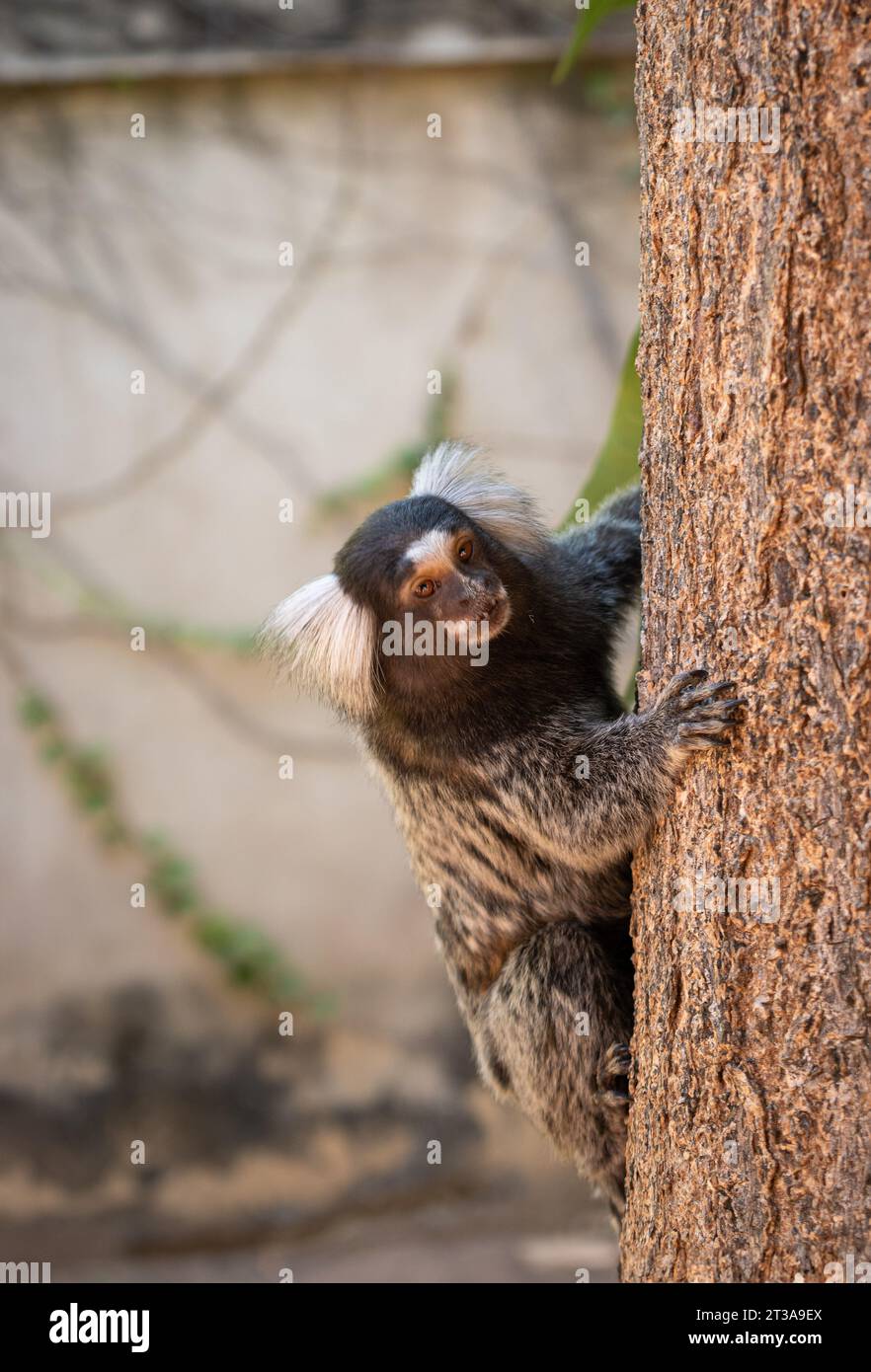 Macaco Aranha / Spider Monkey, Macaco aranha de testa branc…