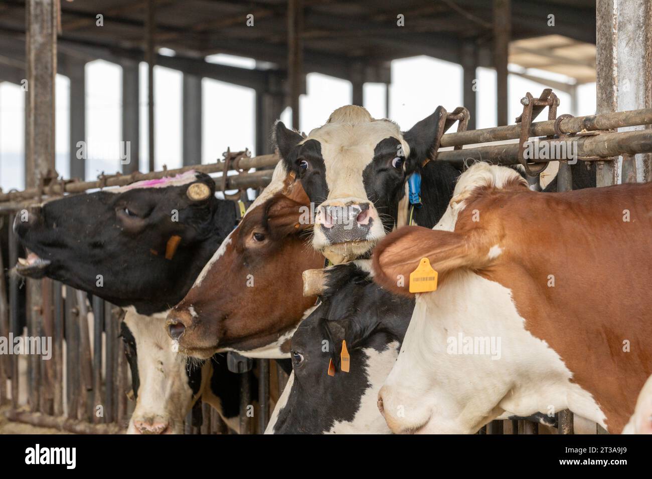 A dairy cow with a comical expression looking at the camera Stock Photo ...