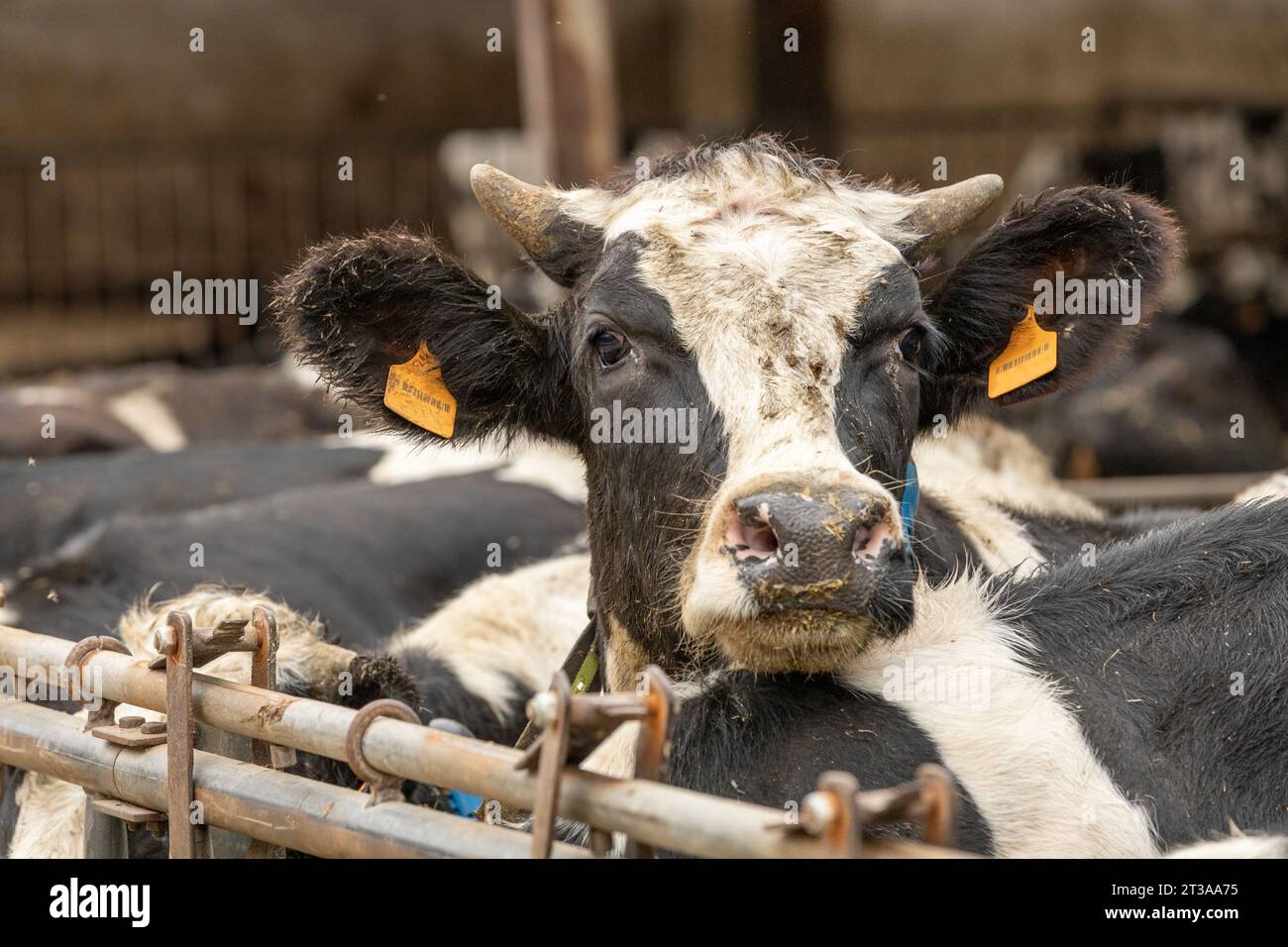 Unhygienic conditions hi-res stock photography and images - Alamy