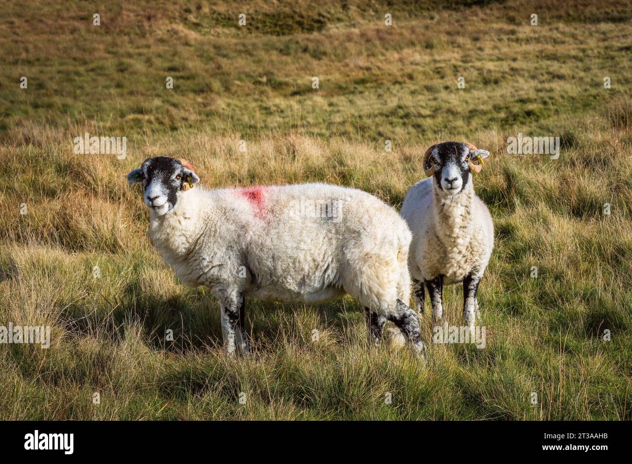 Swaledale is a breed of domestic sheep named after the Yorkshire valley ...