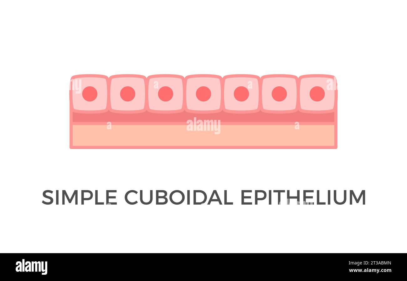 Simple cuboidal epithelium. Epithelial tissue types. A single layer of cube-like cells that provide protection and may be active or passive. Vector Stock Vector