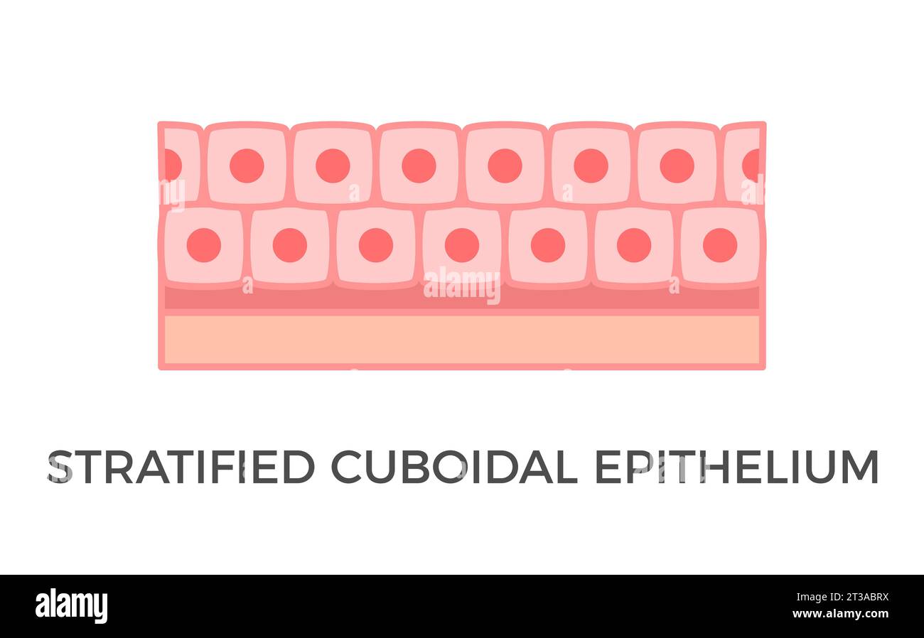 Stratified cuboidal epithelium. Epithelial tissue types. Multiple layers of cube-like cells. Occurs in the excretory ducts of sweat glands. Vector Stock Vector
