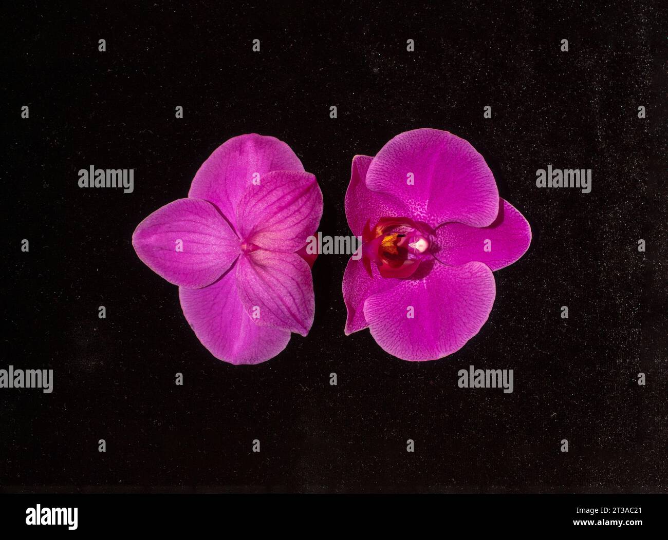 Cyclamen orchid flowers front and back against a black background. Minimal composition. Flat lay. Copy space Stock Photo