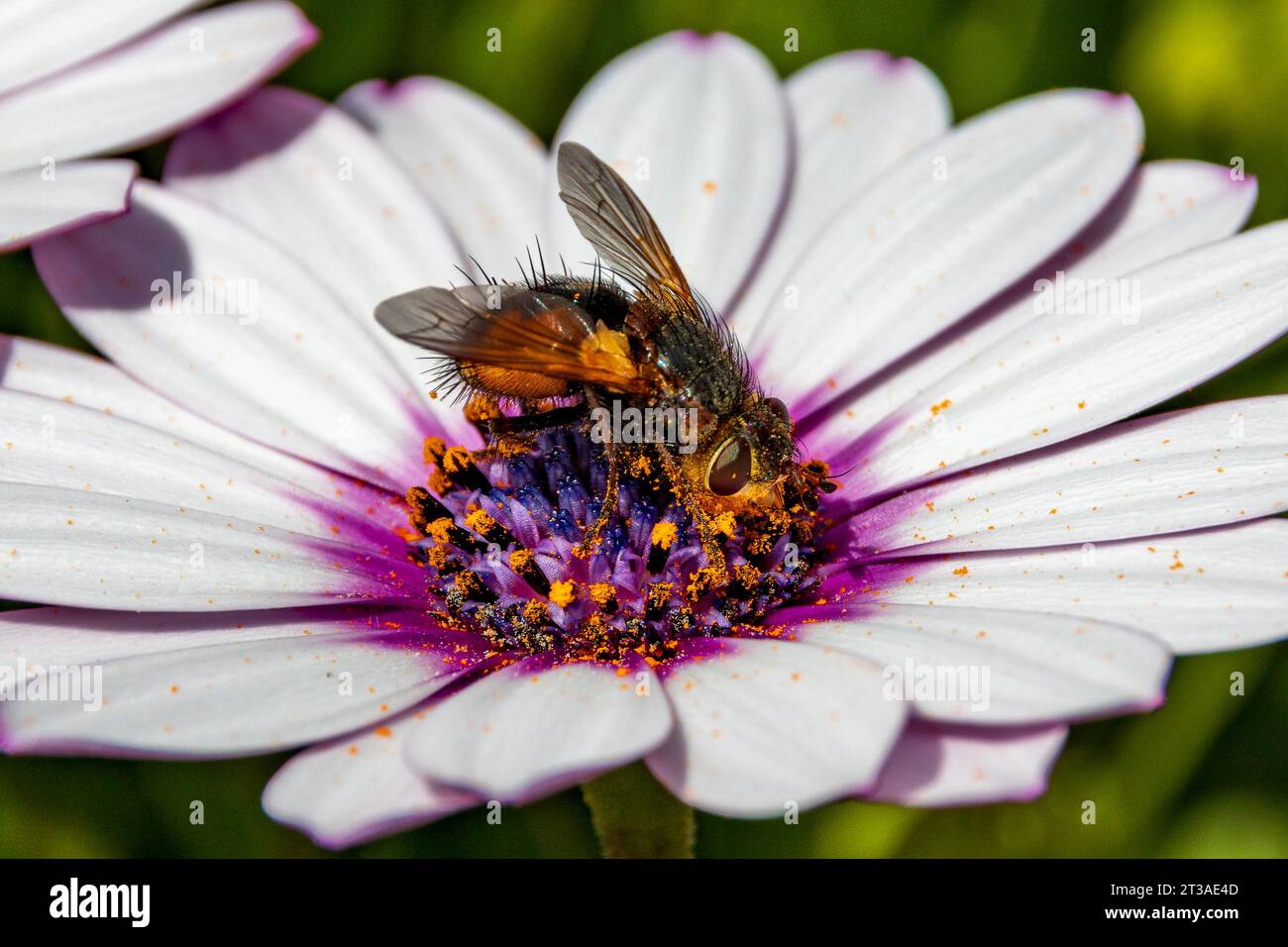 Tachina, Parasitic flies on a Flower Stock Photo - Alamy